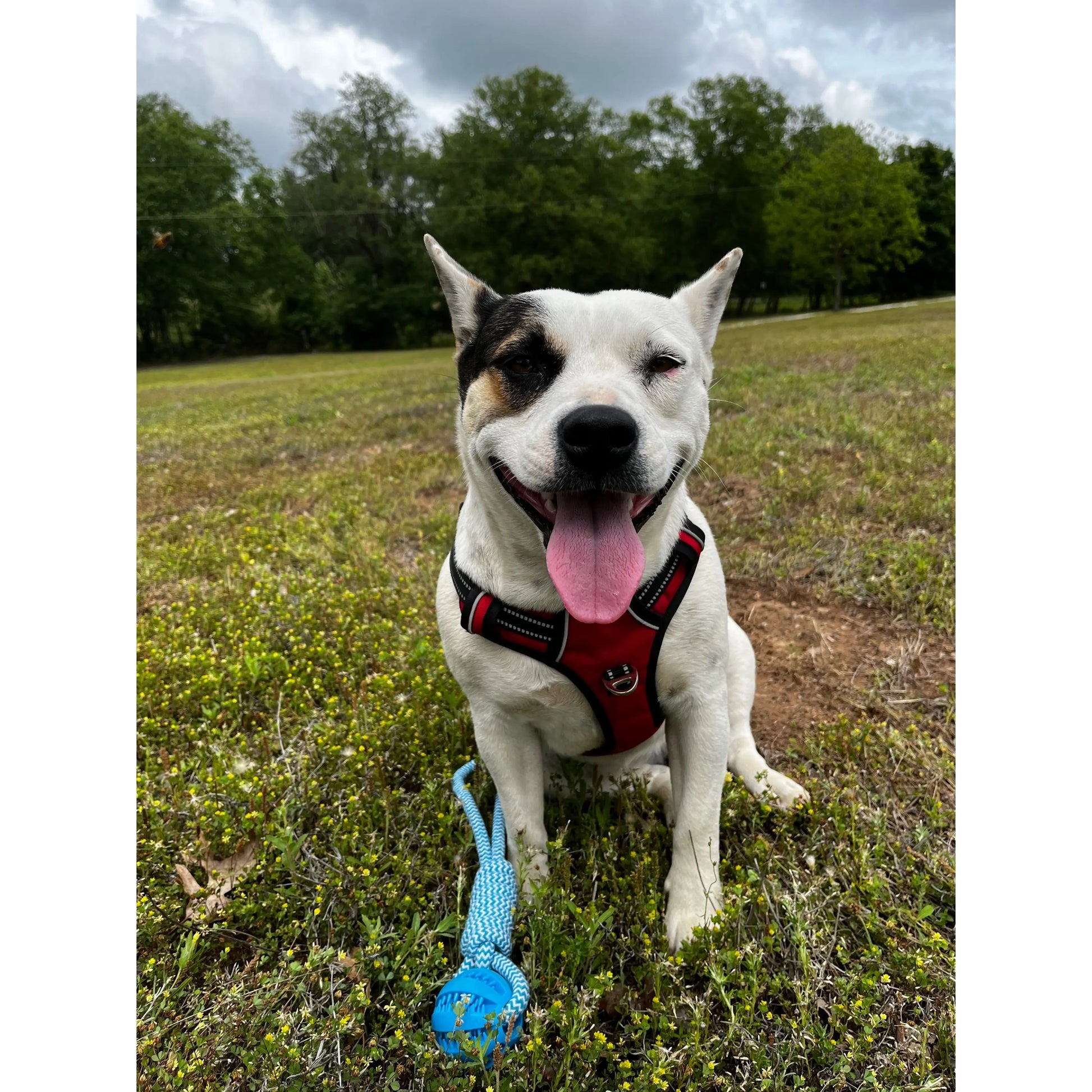 TK Dog Harness