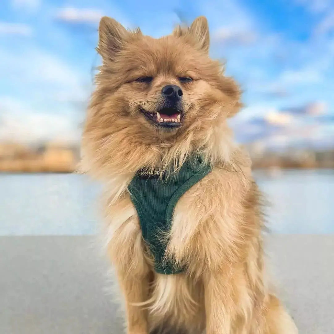 Adjustable Corduroy Dog Harness - Moss