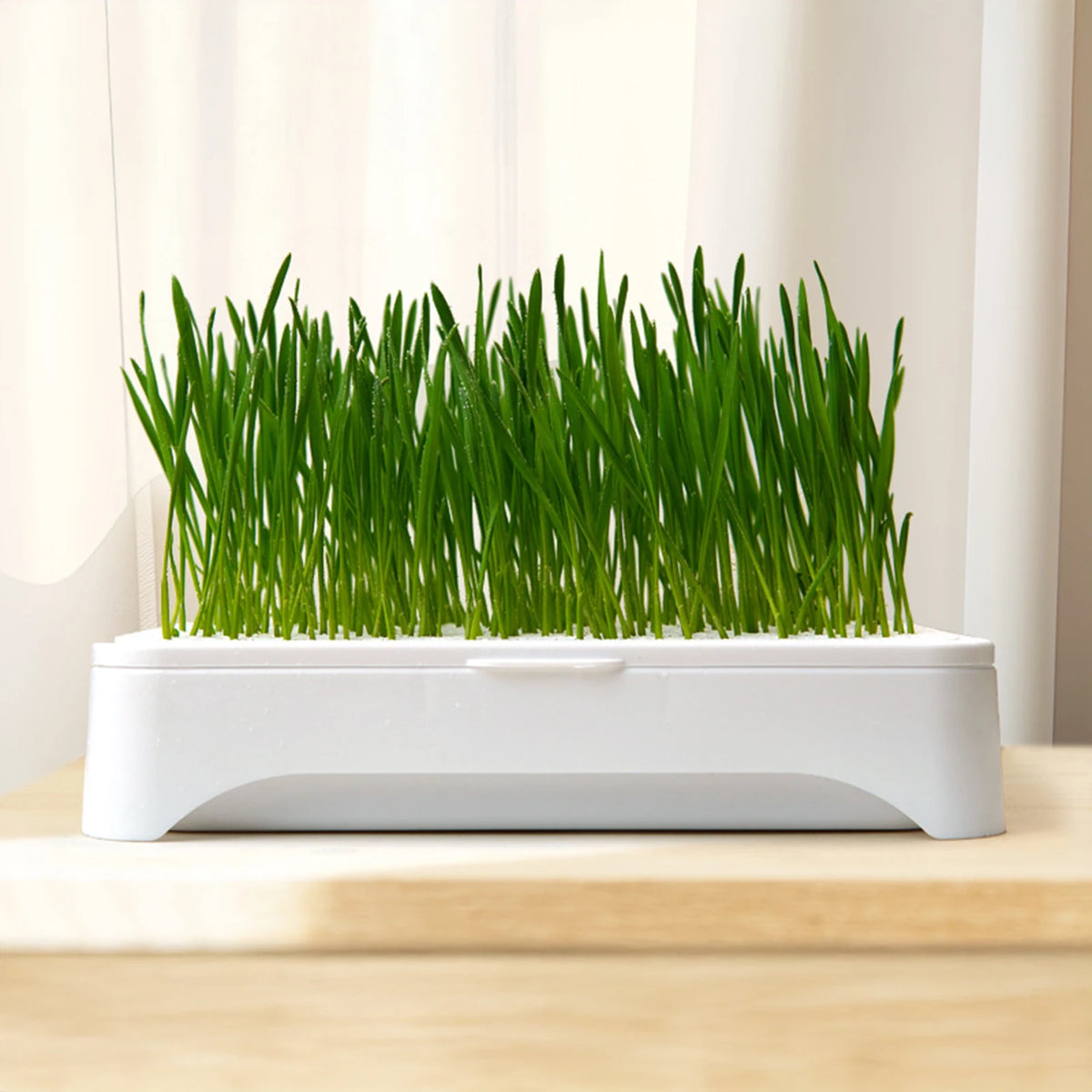 Cat Grass Growing Kit – Hydroponic Cat Grass Planter with Soilless Growing Tray | Wheatgrass Planting Pot for Cats