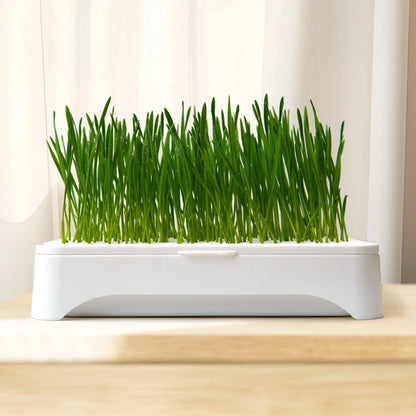 Cat Grass Growing Kit – Hydroponic Cat Grass Planter with Soilless Growing Tray | Wheatgrass Planting Pot for Cats