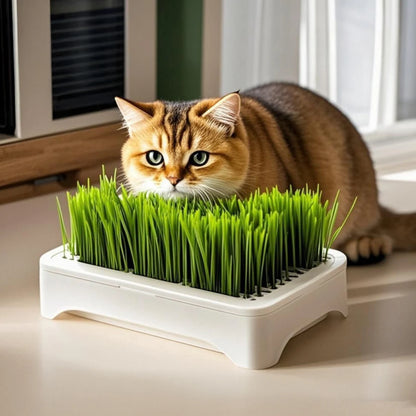 Cat Grass Growing Kit – Hydroponic Cat Grass Planter with Soilless Growing Tray | Wheatgrass Planting Pot for Cats